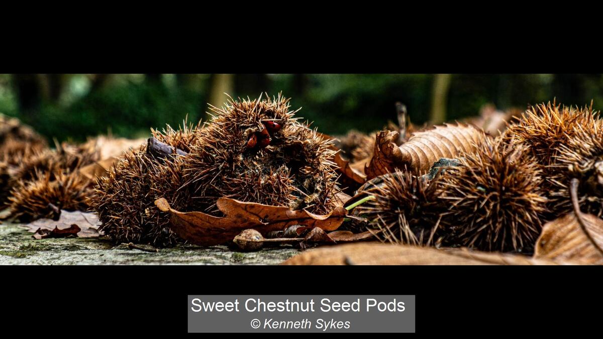 Sweet Chestnut Seed Pods